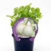 Plantón Nabo En Maceta 10,5 Cm. - Fitoralia