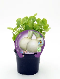 Plantón Nabo En Maceta 10,5 Cm. - Fitoralia