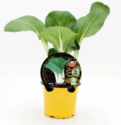 Plantón Pak Choi Natural En Maceta 10,5 Cm. - Fitoralia