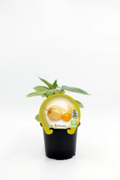 Plantón Physalis Natural En Maceta 10,5 Cm. - Fitoralia