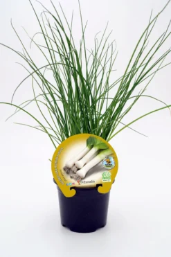Plantón Puerro En Maceta 10,5 Cm. Natural - Fitoralia