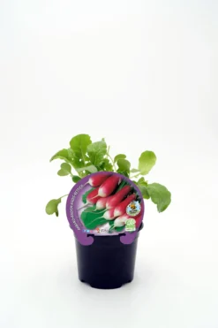 Plantón Rabanito De Punta Blanca En Maceta 10,5 Cm. Natural - Fitoralia