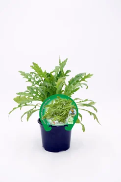 Plantón Rúcula En Maceta 10,5 Cm. Natural - Fitoralia