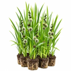 Platanaria - Sparganium Erectum - 12 Plantas