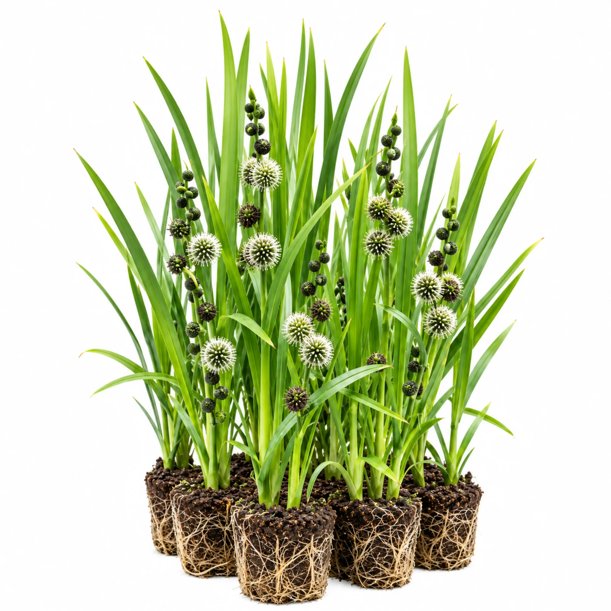 Platanaria - Sparganium Erectum - 12 Plantas