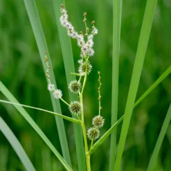 Platanaria - Sparganium Erectum - 12 Plantas