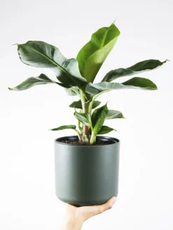 Platanera o Musa | Altura 100cm - Maceta 21cm