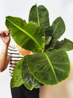 Platanera o Musa | Altura 100cm - Maceta 21cm