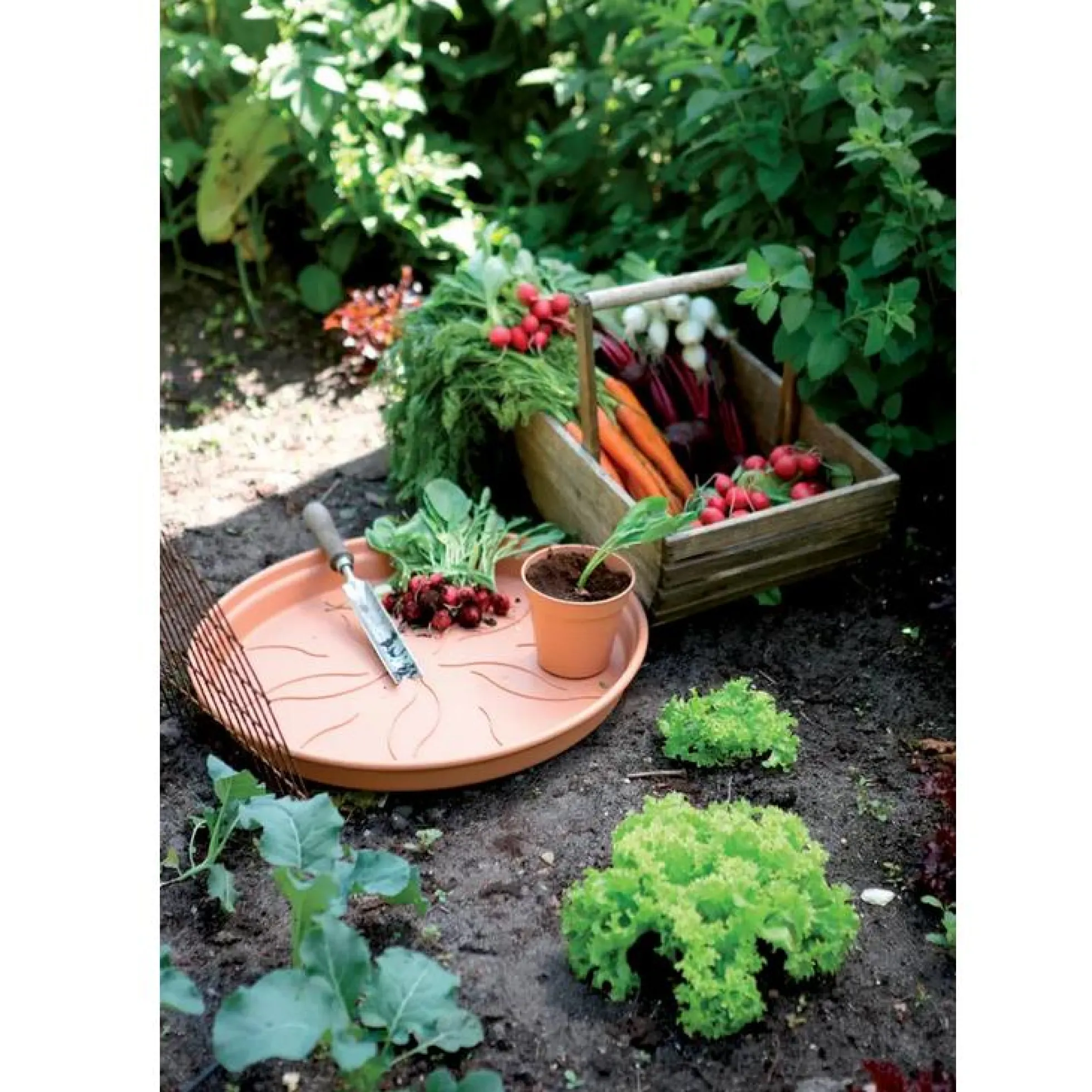 Plato tiesto Green Basics Elho Terra 17 cm