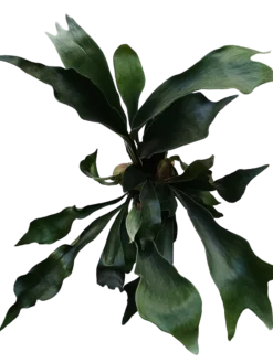 Platycerium Bifurcatum Helecho Raro, Plantas