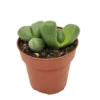 Pleiospilos Nelii Cactus Y Suculentas M8,5 Cm Ø