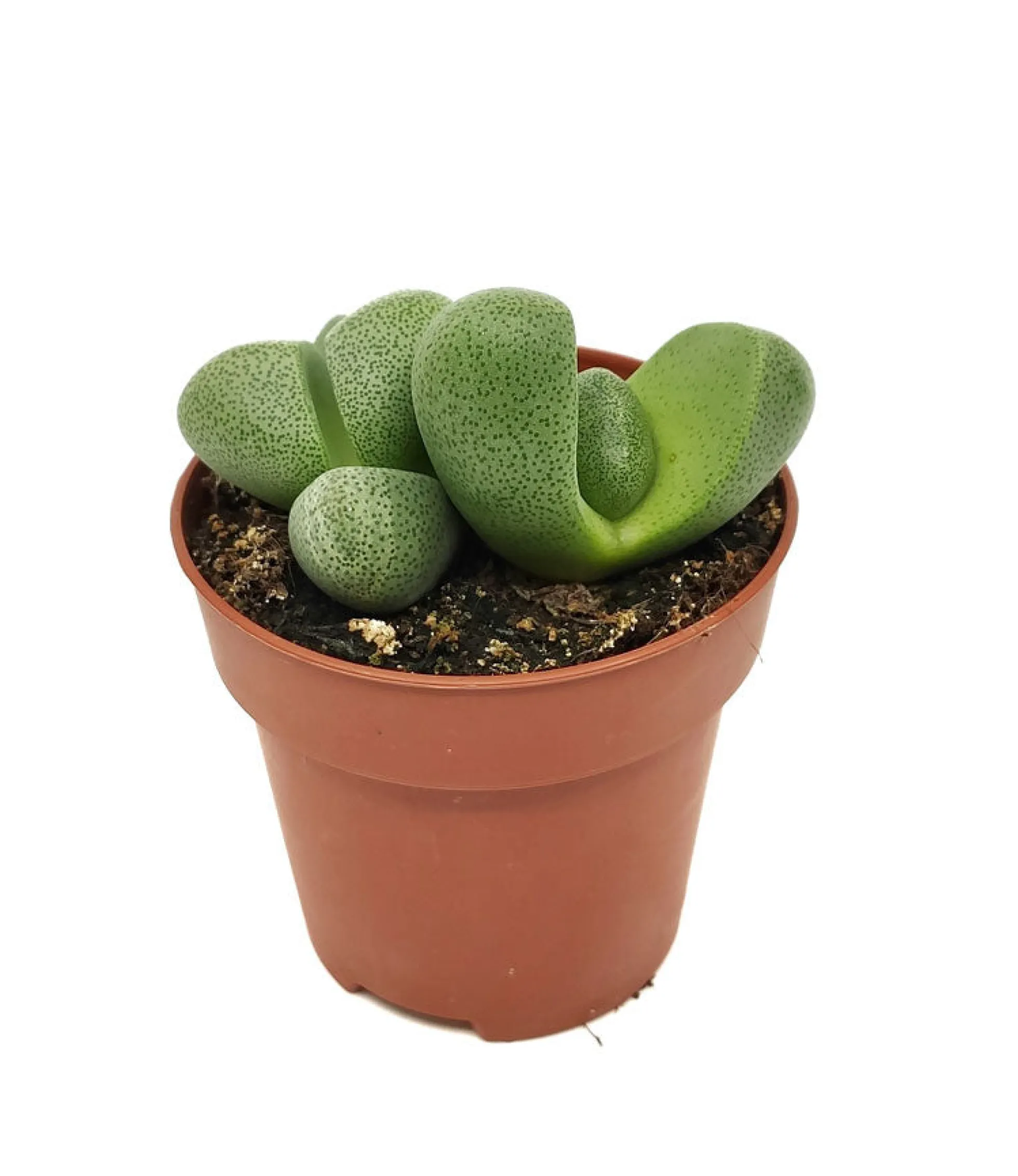 Pleiospilos Nelii Cactus Y Suculentas M8,5 Cm Ø