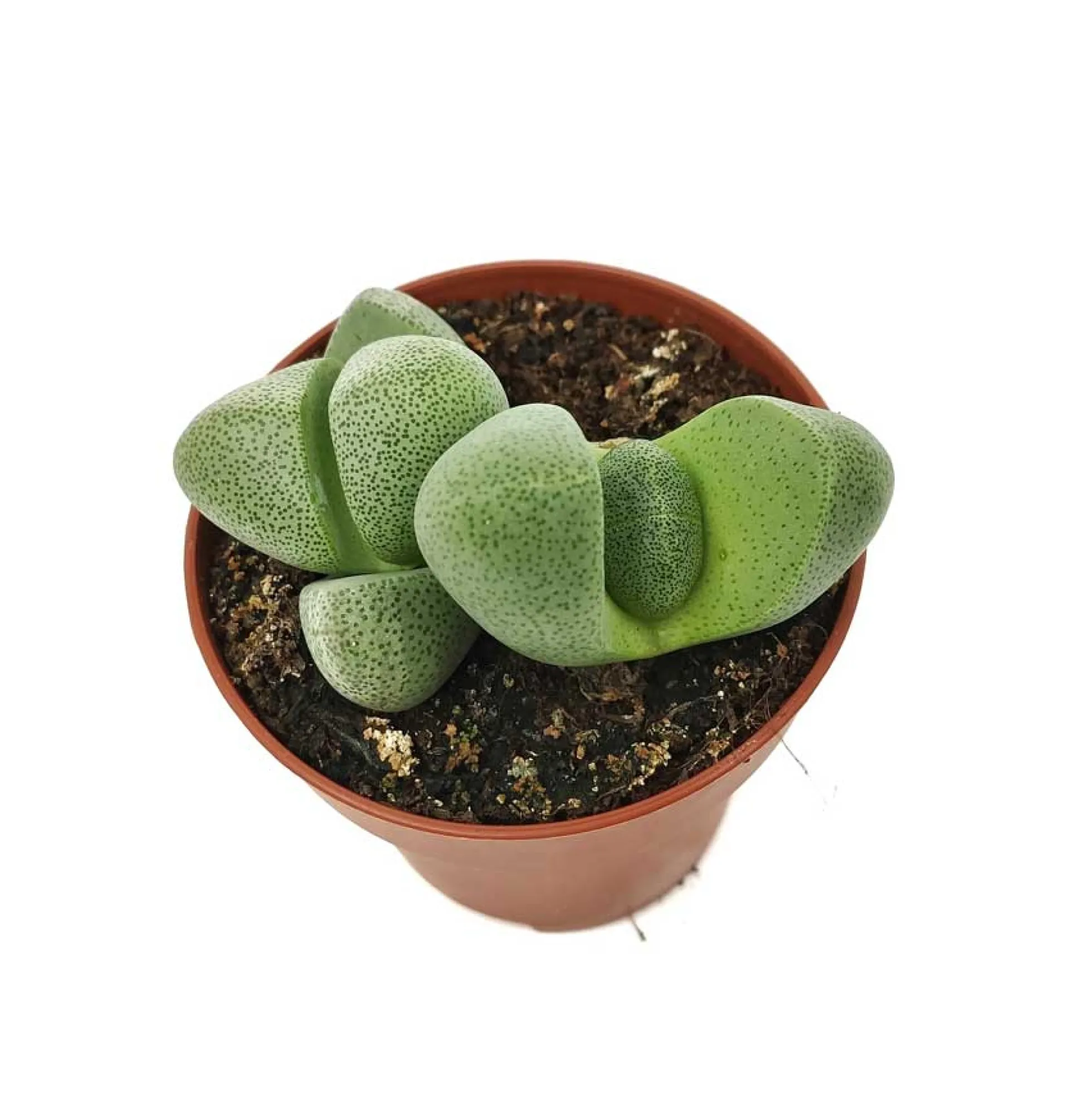 Pleiospilos Nelii Cactus Y Suculentas M8,5 Cm Ø