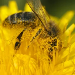 Polen Ecológico Bona Mel 215 g