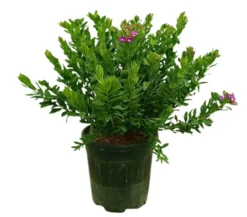Polygala Myrtifolia M30 60-80cm