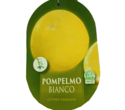 Pomelo Blanco Tb20 100cm