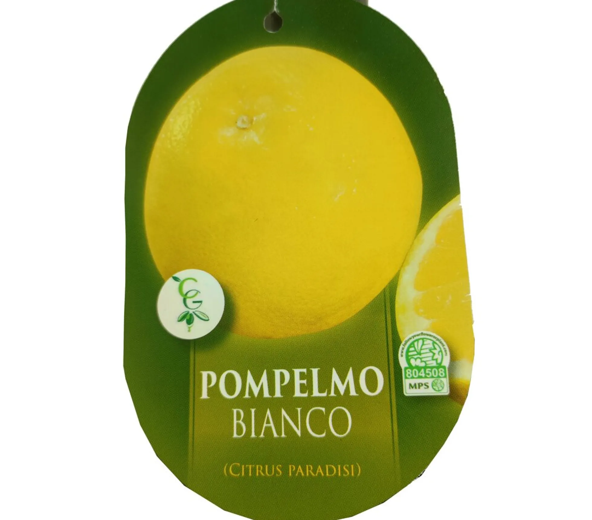 Pomelo Blanco Tb20 100cm