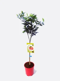 Pomelo En Maceta 25 Cm. 150-180 Cm. Alt. Natural - Fitoralia