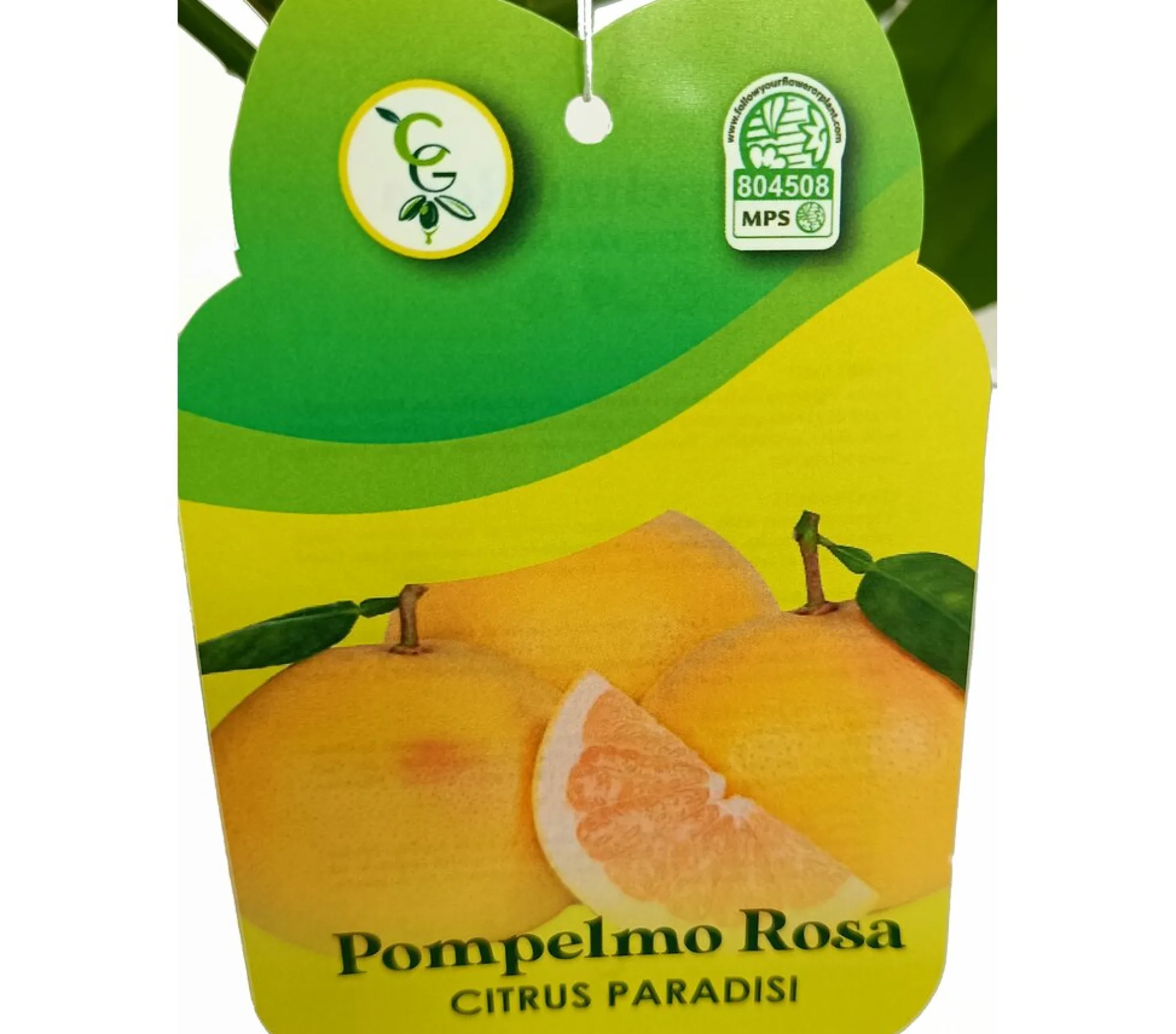 Pomelo Rojo Tb20 130-150cm