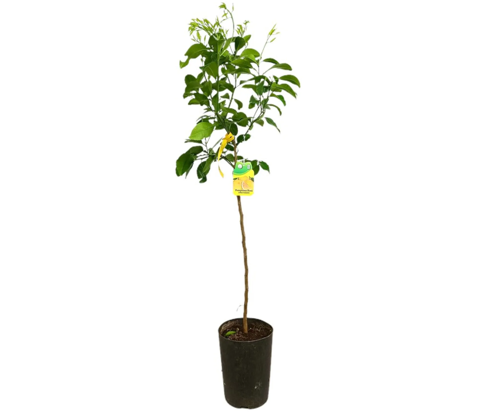 Pomelo Rojo Tb20 130-150cm