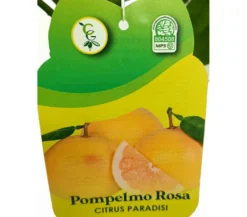 Pomelo Rojo Tb20 130-150cm