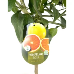 Pomelo Rosa M20 90cm