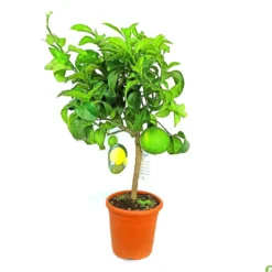 Pomelo Rosa M20 90cm