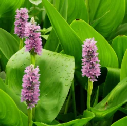 Pontederia Rosa - Pontederia Cordata - 12 Plantas