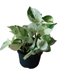 Potho Blanco Happy Leaf Planta De Interior Colgante Ø12