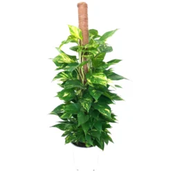 Potho 120cm Tutor