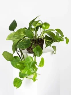 Potho Colgante | Altura 40cm - Maceta 15cm