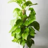 Potho Grande Con Tutor | Altura 80cm - Diámetro 17cm