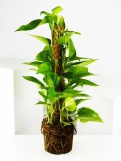 Potho Grande Con Tutor | Altura 80cm - Diámetro 17cm