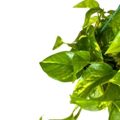 Pothos Colgante Planta De Interior Muy Resistente (epipremnum Aureum) Maceta 12cm