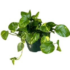 Pothos Colgante Planta De Interior Muy Resistente (epipremnum Aureum) Maceta 12cm