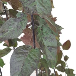 Prunus Cerasifera Nigra M25 170cm