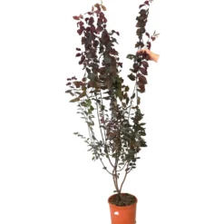 Prunus Cerasifera Nigra M25 170cm