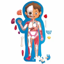 Puzzle 60pzas Human Body Hape