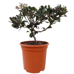 Raphiolepsis Indica M24 50cm