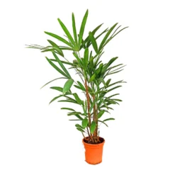 Raphis Excelsa En Grupo M24 150cm