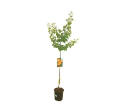 Árbol Frutal Albaricoquero Bulida M22 120-150 Cm Para Exterior