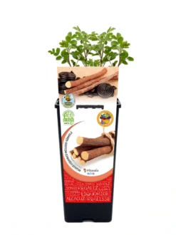 Regaliz En Maceta 2 L. Natural - Fitoralia