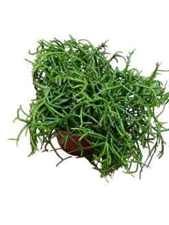 Rhipsalis Oasis Ø12 Planta Suculenta De Interior Colgante