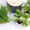 Riego De Macetas Por Goteo Con Depósito Antracita Citysens; 12 Goteros; Riego Inteligente