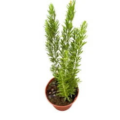 Romero Alto Planta Aromática Y Medicinal (rosmarinus Officinalis) Maceta 17cm