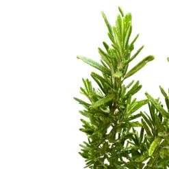 Romero Alto Planta Aromática Y Medicinal (rosmarinus Officinalis) Maceta 14cm