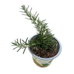 Romero Rastrero Planta Ornamental Para Jardines Y Macetas (rosmarinus Officinalis Prostratus) Maceta 11cm