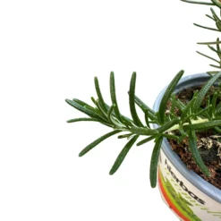 Romero Rastrero Planta Ornamental Para Jardines Y Macetas (rosmarinus Officinalis Prostratus) Maceta 17cm