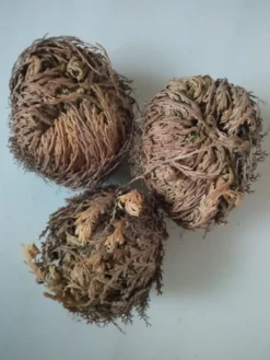 Rosa De Jerico Planta De La Suerte Y Felicidad - 1unidad