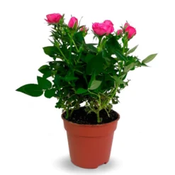 Rosal Mini La Belleza De Una Flor Única En Miniatura M13 Maceta 13cm